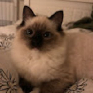 Meet your Posher, Vianna